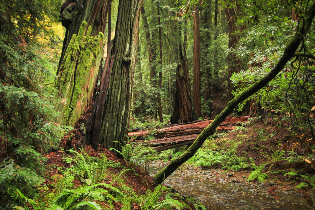 Hike Cathedral Grove via Hillside Trail in Muir Woods National Monument, California - Stav is Lost