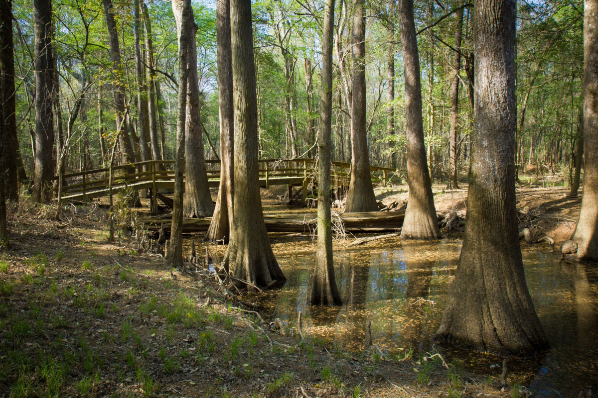 Hike Congaree Boardwalk Loop Trail in Congaree National Park, South Carolina - Stav is Lost