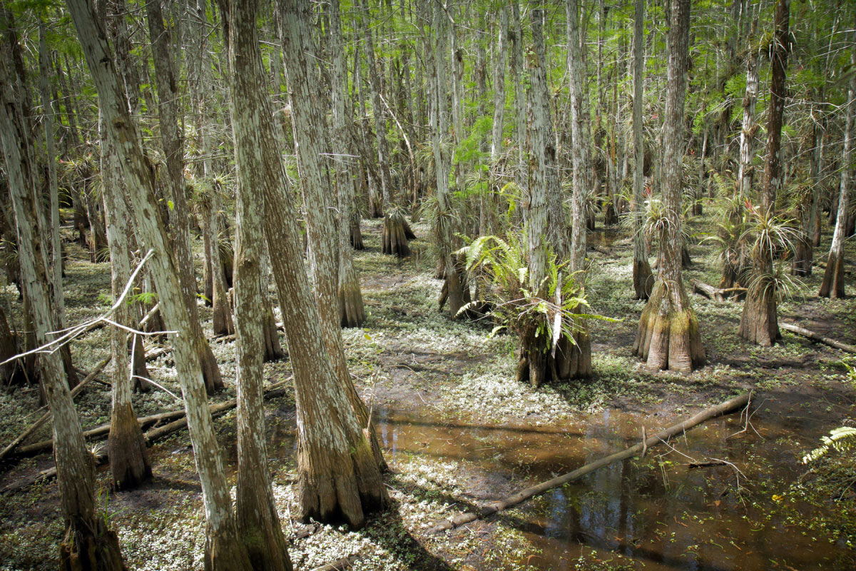 Hike Dwarf Cypress Forest in Everglades National Park, Florida - Stav is Lost
