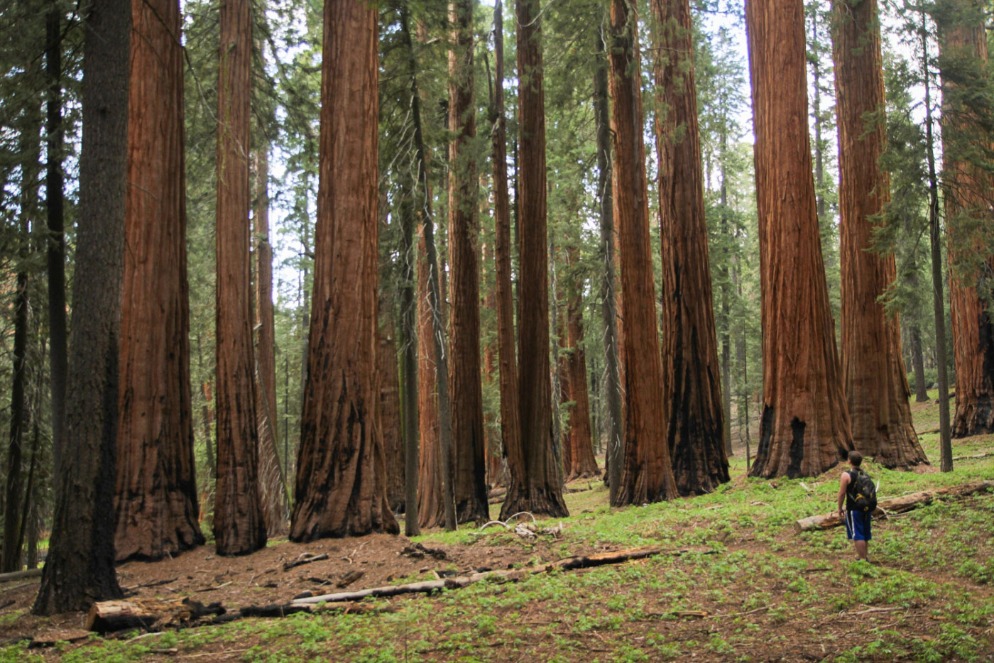 Hike Giant Forest Loop in Sequoia National Park, California - Stav is Lost