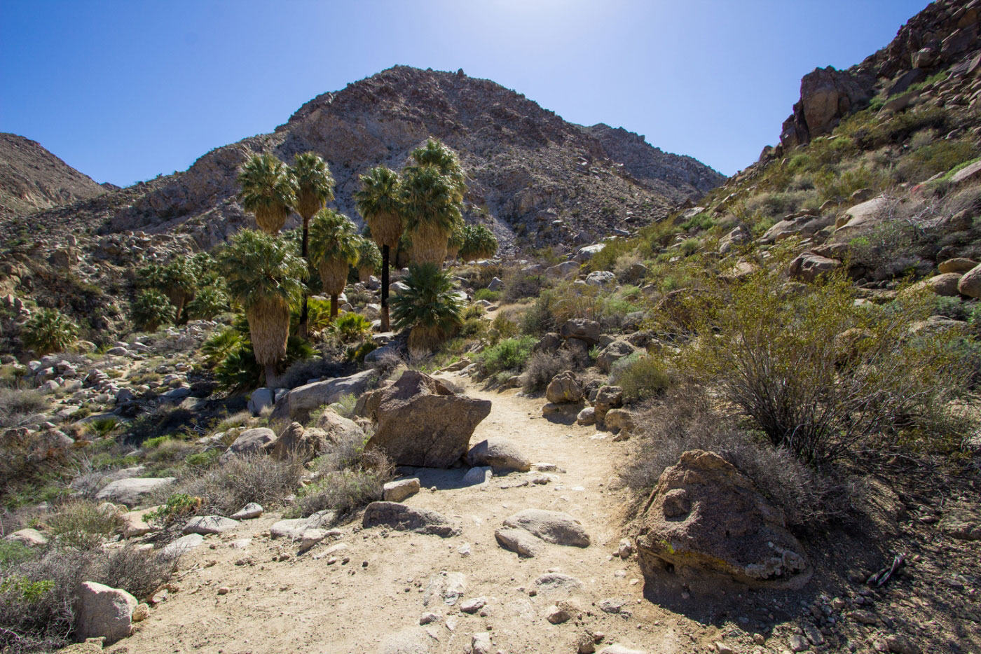 Hike 49 Palms Oasis and Canyon Loop in Joshua Tree National Park, California - Stav is Lost