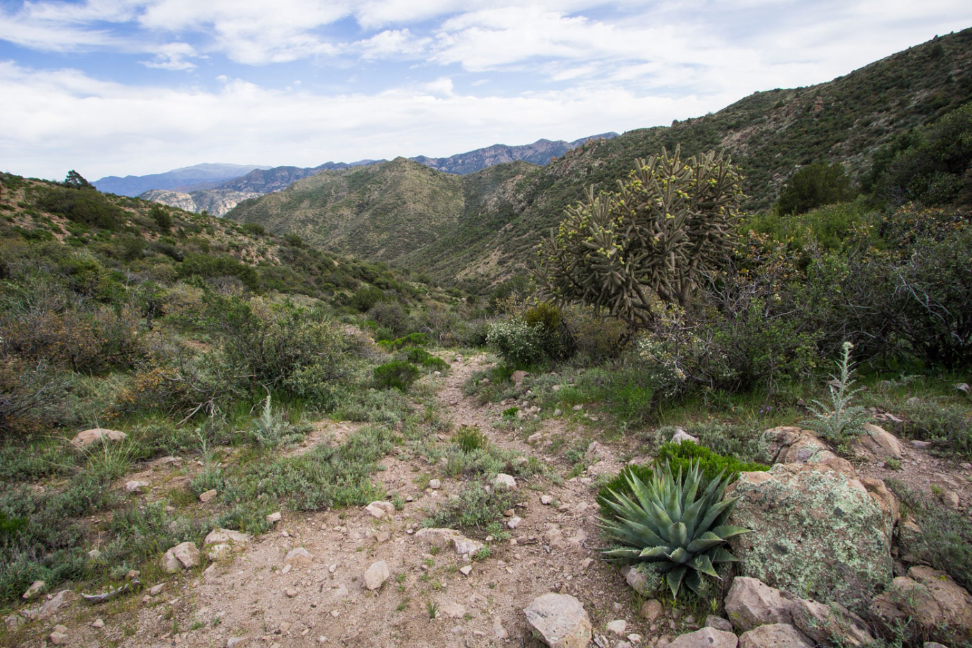 Hike Bull Basin and Paradise Loop in Tonto National Forest, Arizona - Stav is Lost