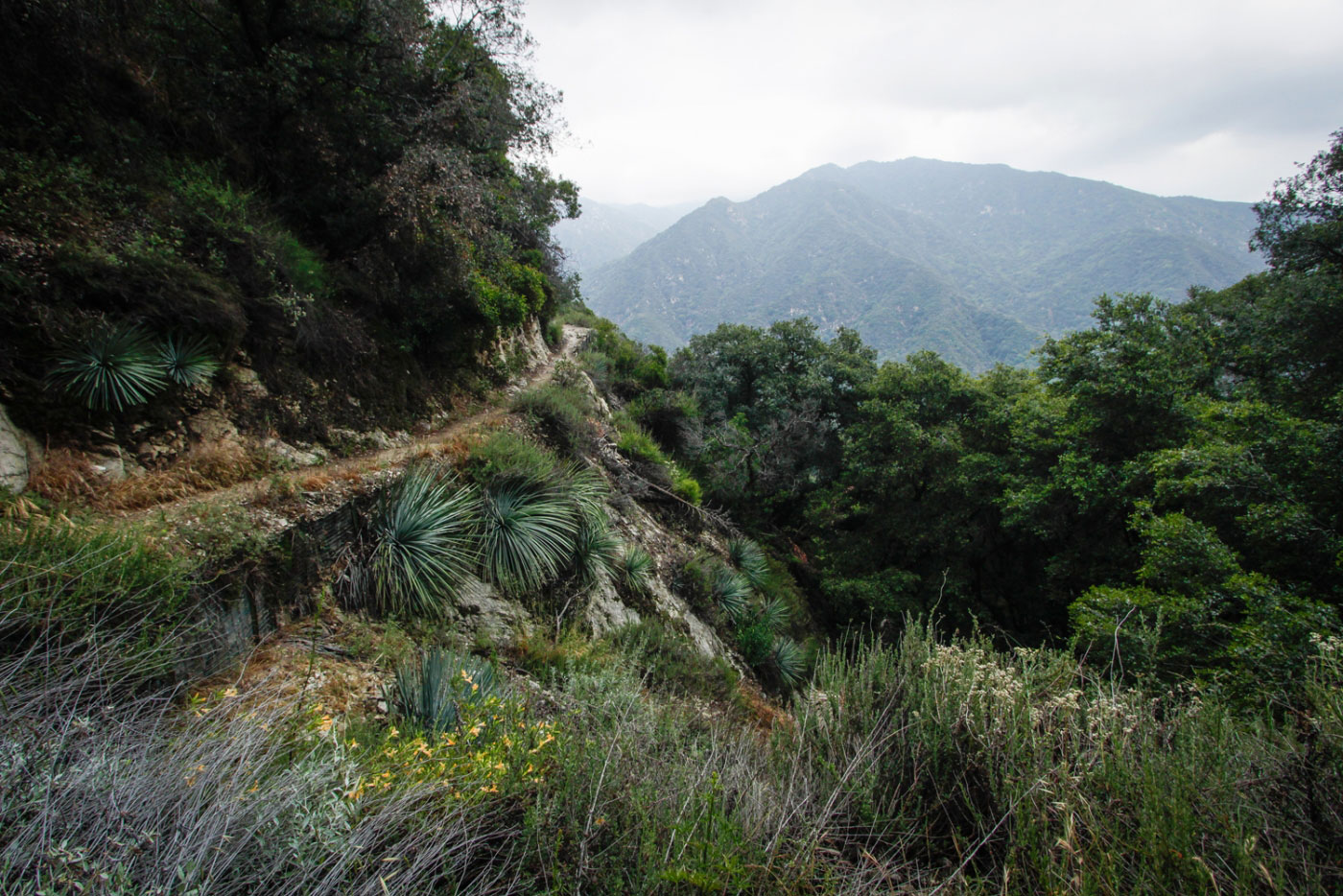 Hiking Mount Wilson via Gabrielino and Upper Winter Creek Loop in