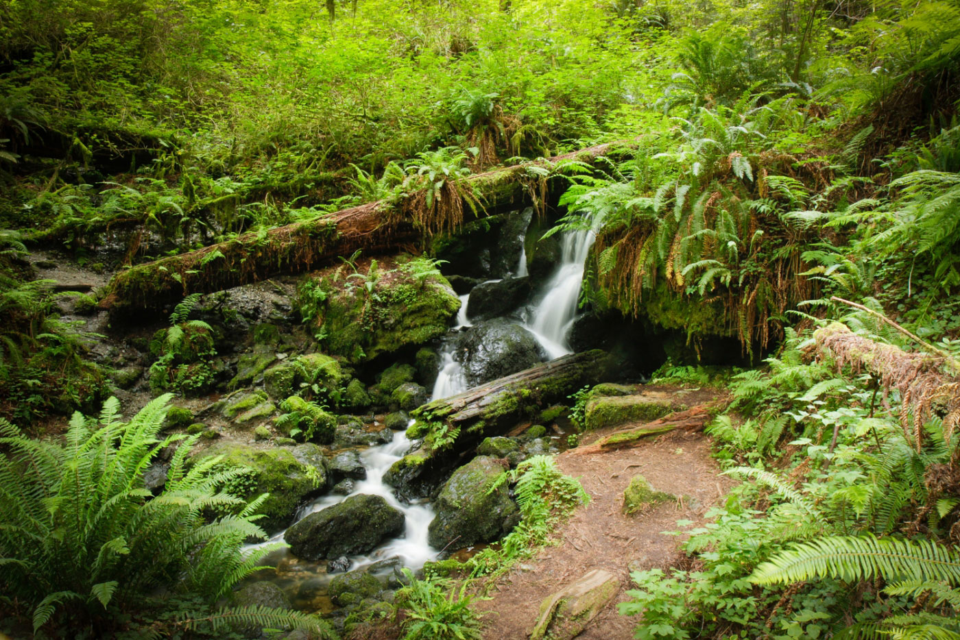 Hike Trillium Falls Loop in Redwood National Park, California - Stav is Lost