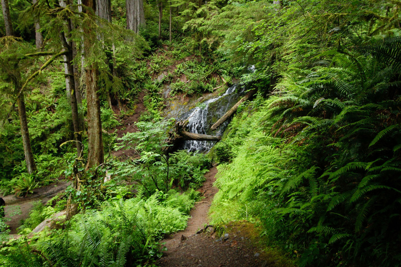 Hike Boy Scout Tree and Fern Falls in Jedidiah Smith Redwoods State Park, California - Stav is Lost