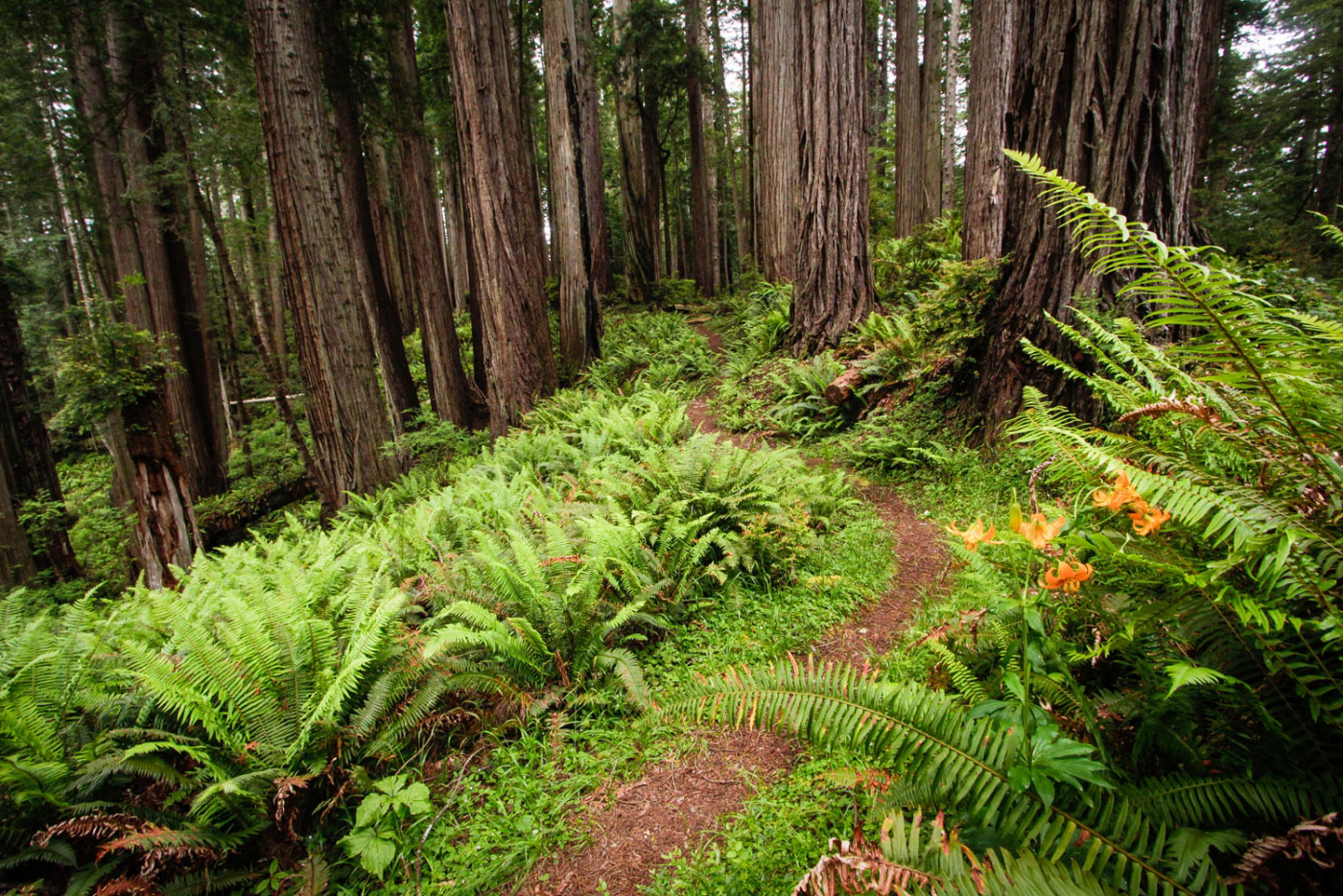 Hike West Ridge and Rhododendron Loop in Prairie Creek Redwoods State Park, California - Stav is Lost