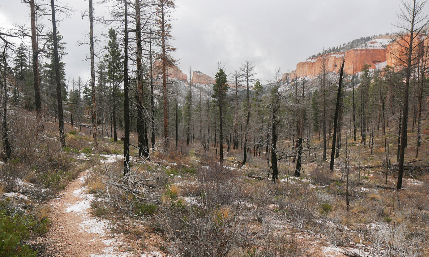 Hike Swamp Canyon Loop in Bryce Canyon National Park, Utah - Stav is Lost