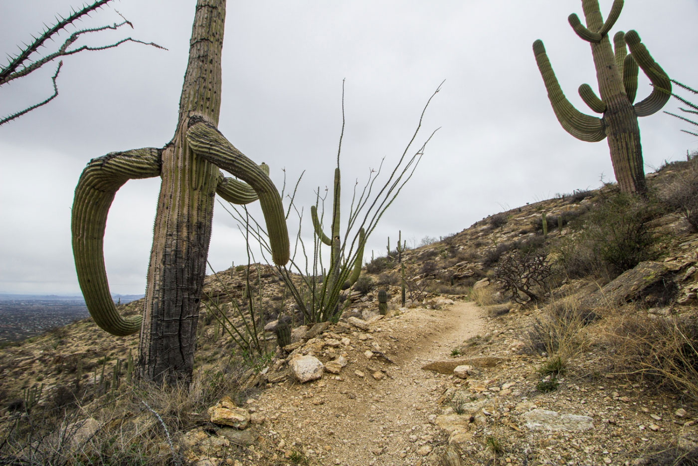 Hike Babad Do'ag and Soldiers Trail Loop in Coronado National Forest, Arizona - Stav is Lost