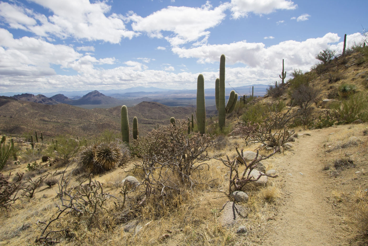 Hike Wasson Peak via King Canyon and Gould Mine Loop in Saguaro National Park, Arizona - Stav is Lost
