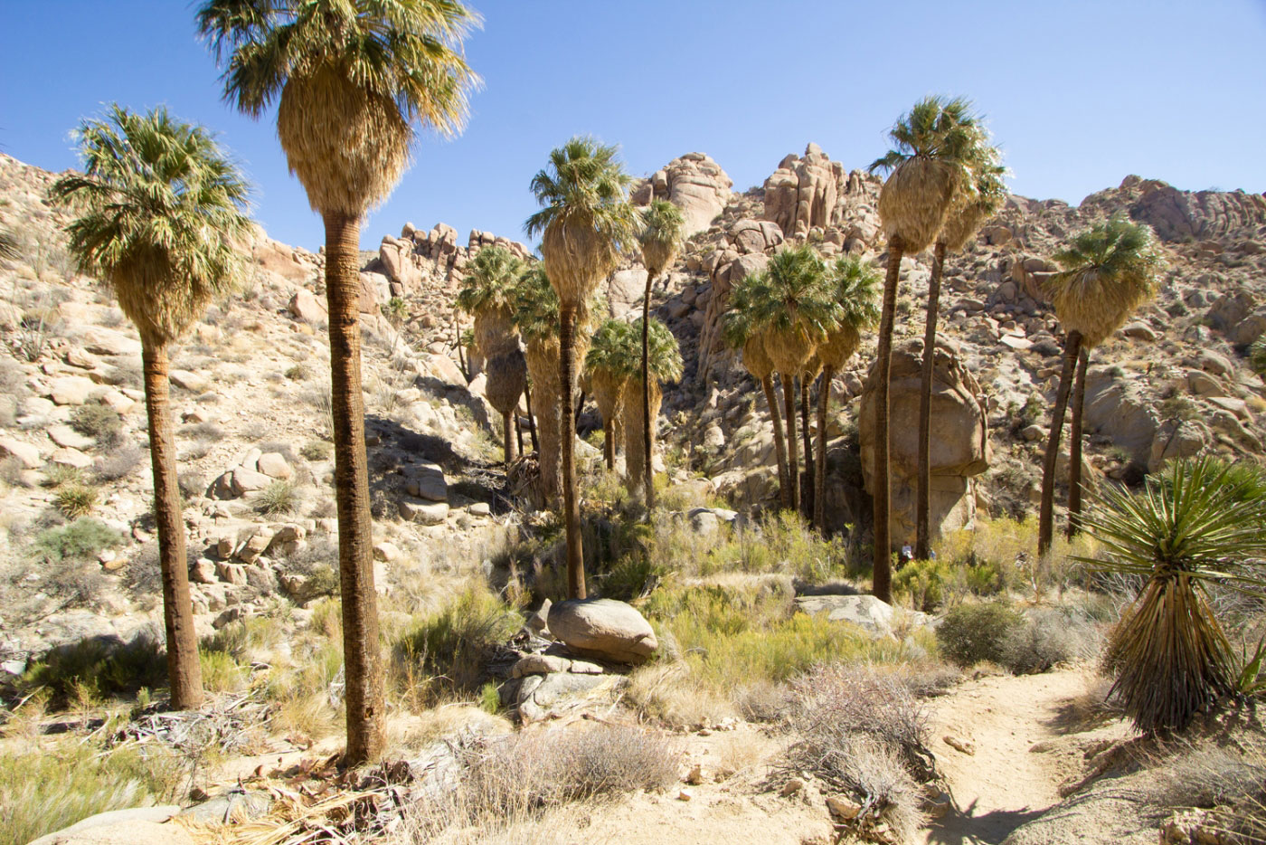 Hike Lost Palms Oasis in Joshua Tree National Park, California - Stav is Lost