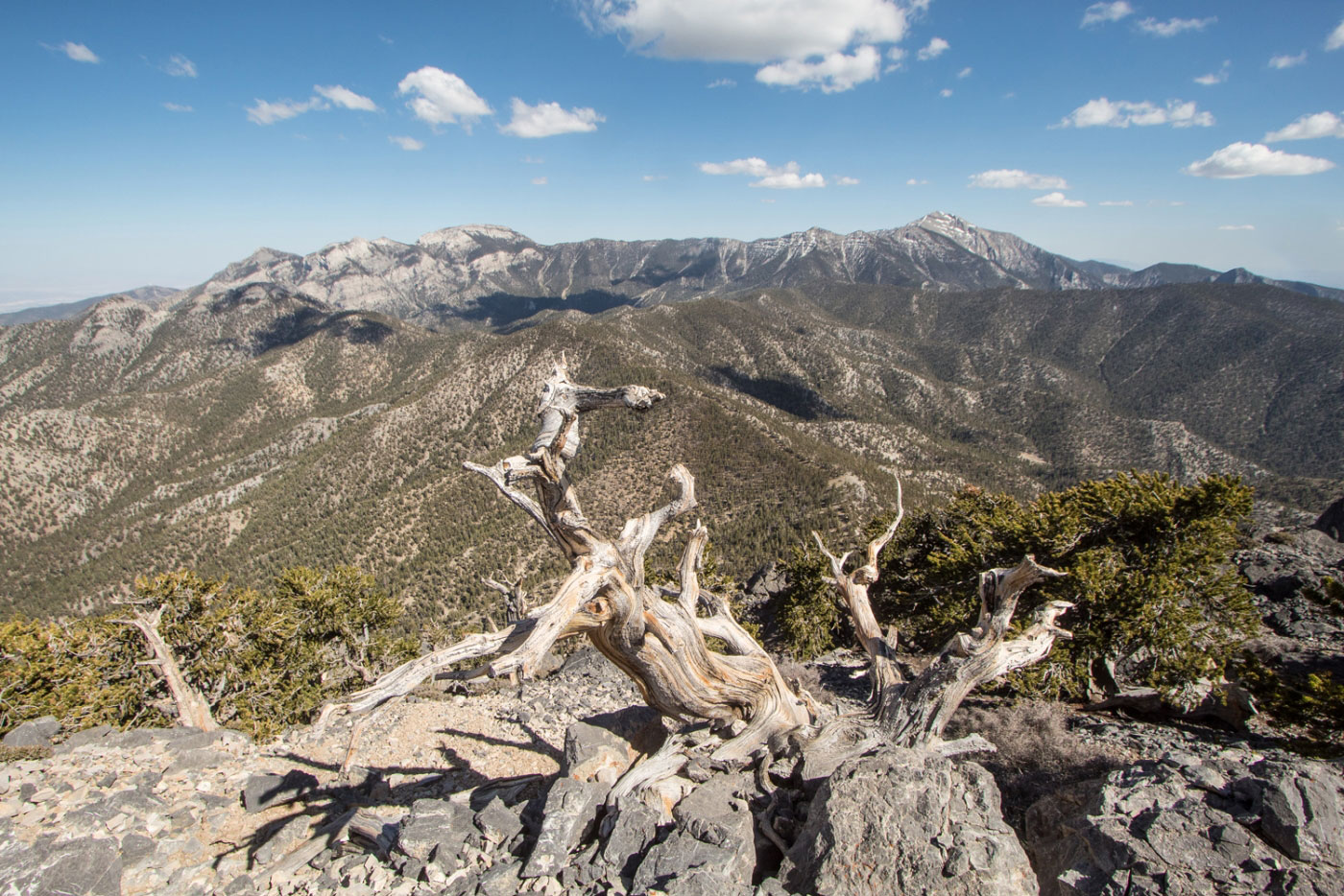 Hike McFarland Peak via Bristlecone Trail in Spring Mountains National Recreation Area, Nevada - Stav is Lost