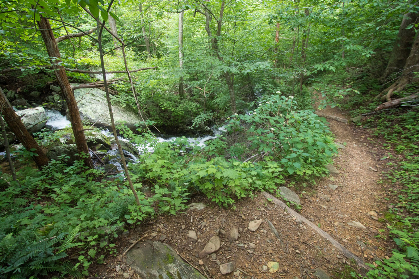 Hike Buck Hollow and Buck Ridge Loop in Shenandoah National Park, Virginia - Stav is Lost