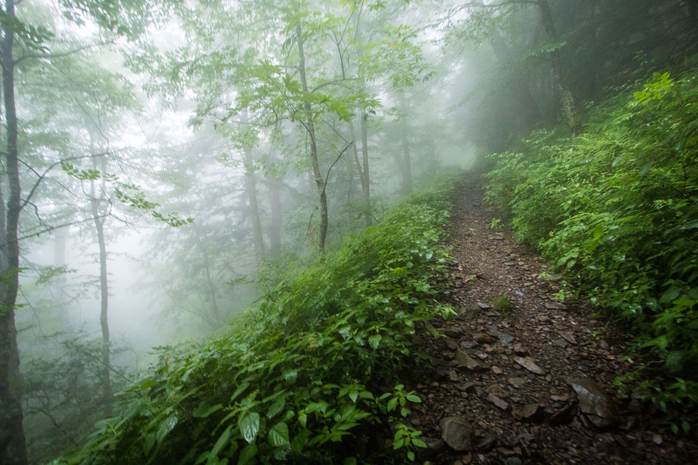Hiking Mount Sterling via Mount Sterling Gap in Great Smoky Mountains