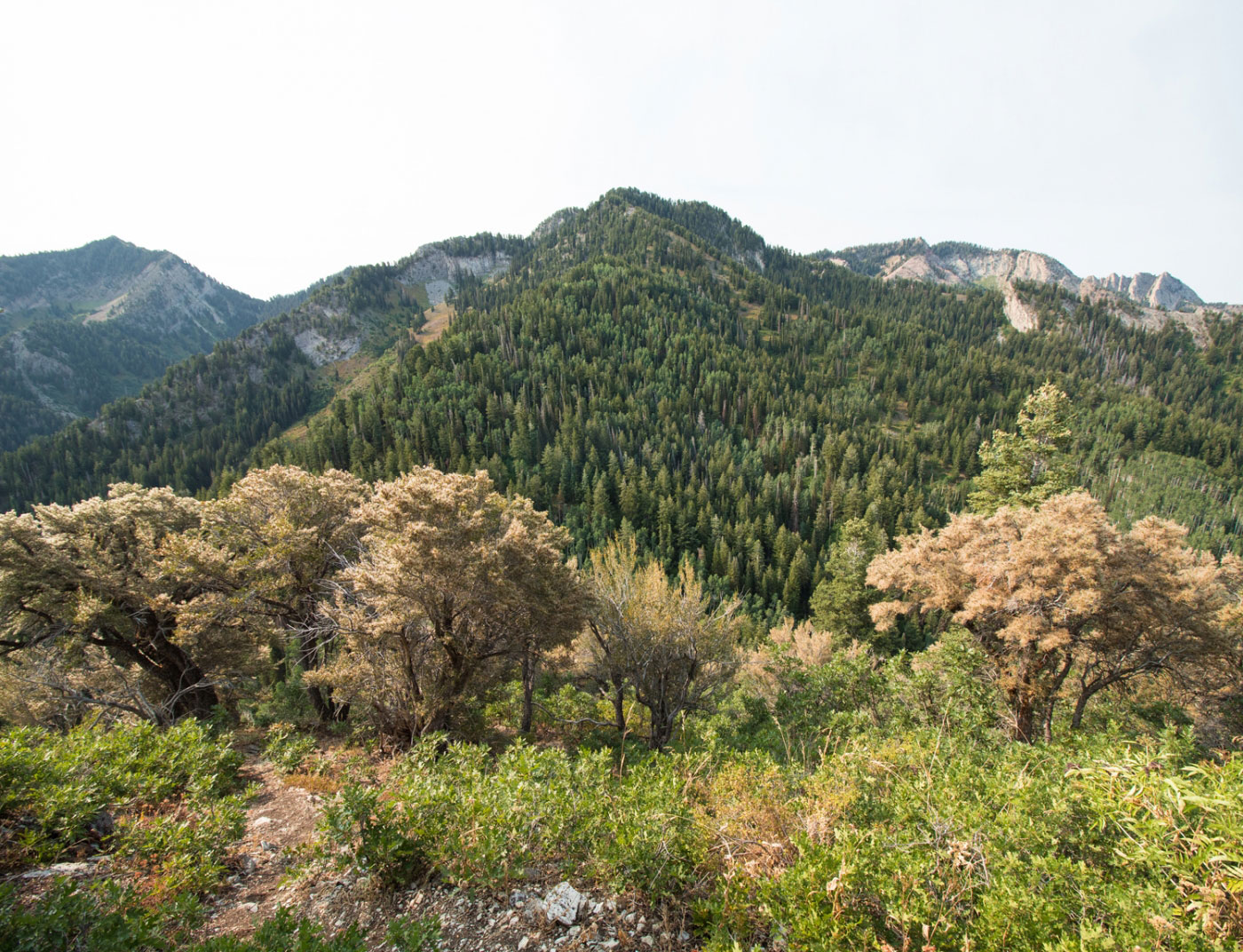 Hike Thayne Peak via Thaynes Canyon Trail in Wasatch-Cache National Forest, Utah - Stav is Lost