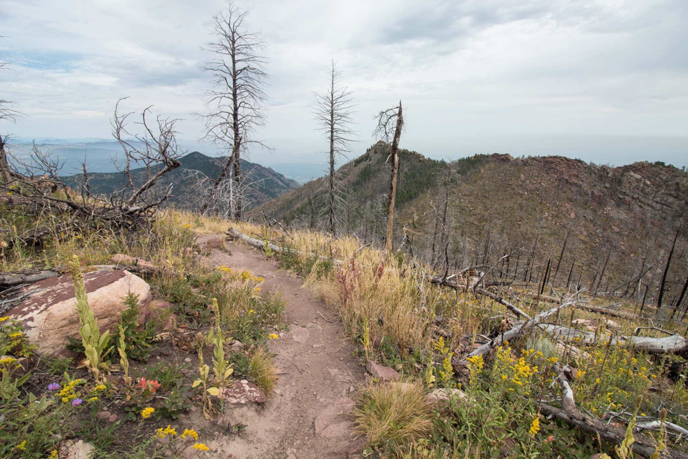Hike Bear Peak via Shadow and Fern Canyons Loop in Chautauqua Park, Colorado - Stav is Lost