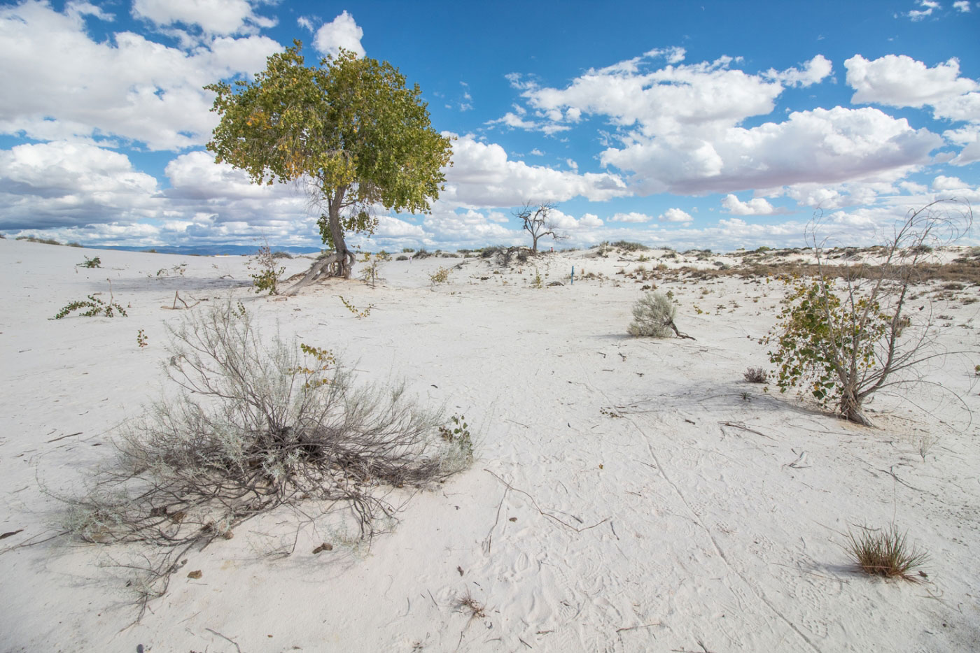Hike Dune Life Nature Trail in White Sands National Park, New Mexico - Stav is Lost