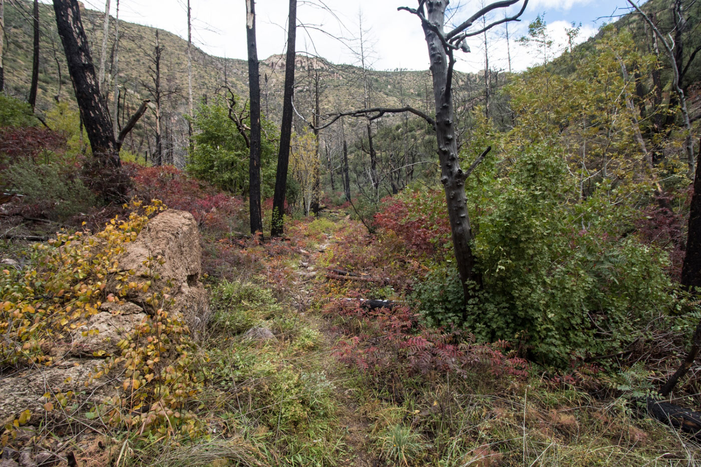 Hike Holt Mountain via Sheridan Gulch in Gila National Forest, New Mexico - Stav is Lost