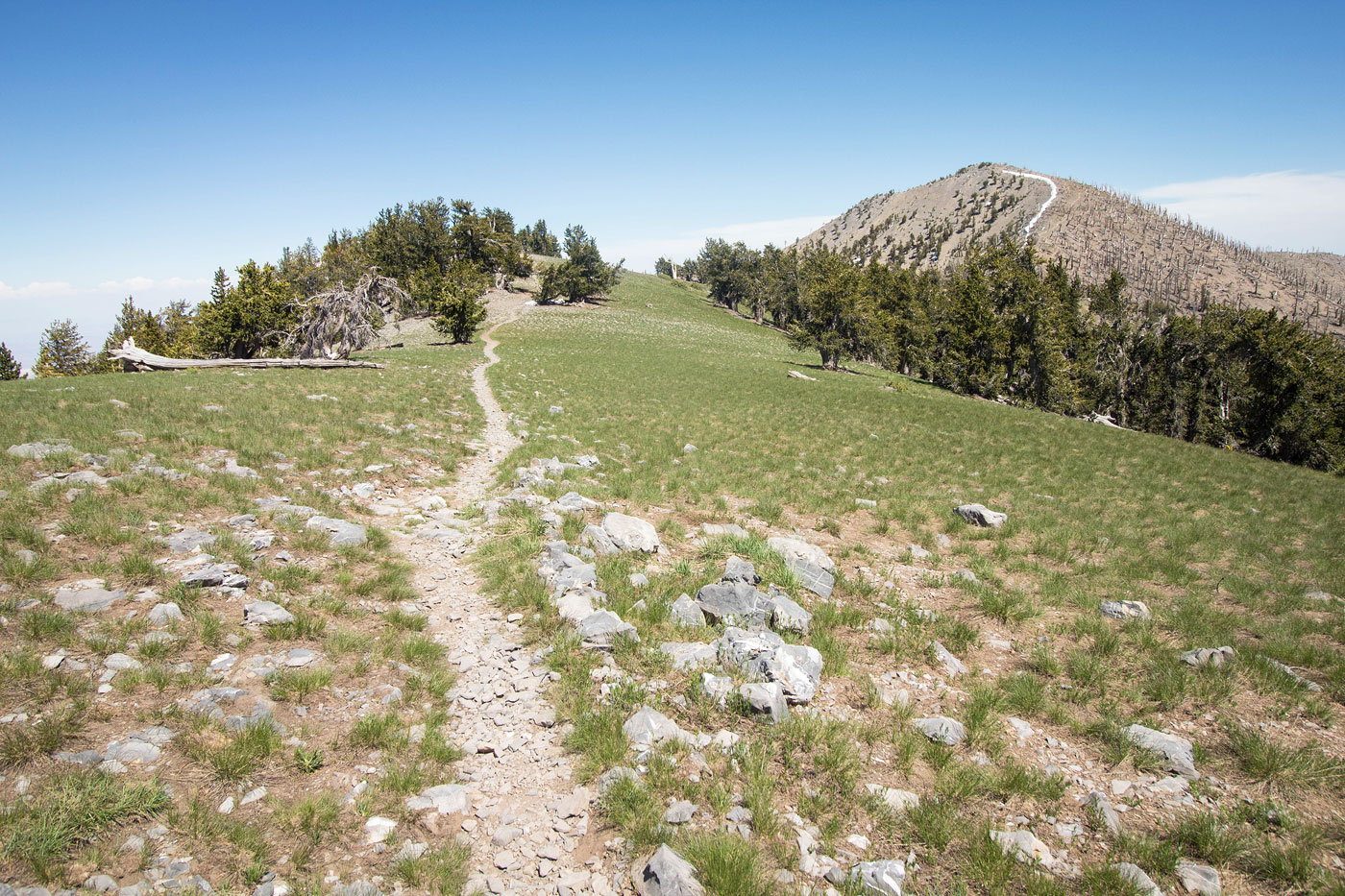 Hike Griffith Peak, Charleston Peak, Lee Peak Loop in Spring Mountains National Recreation Area, Nevada - Stav is Lost