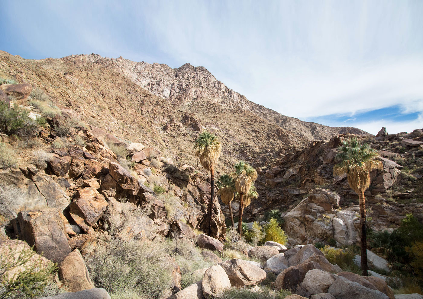 Hike Indianhead via Borrego Palm Canyon in Anza-Borrego Desert State Park, California - Stav is Lost