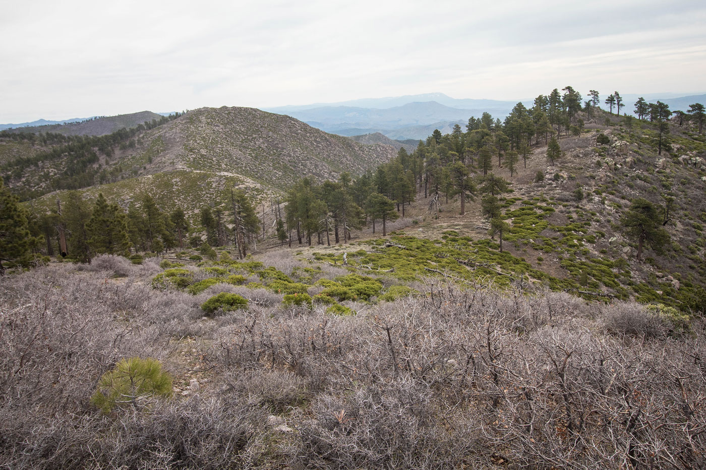 Hike Sawmill Mountain and Jacks Mountain Loop in Clover Mountains Wilderness BLM, Nevada - Stav is Lost
