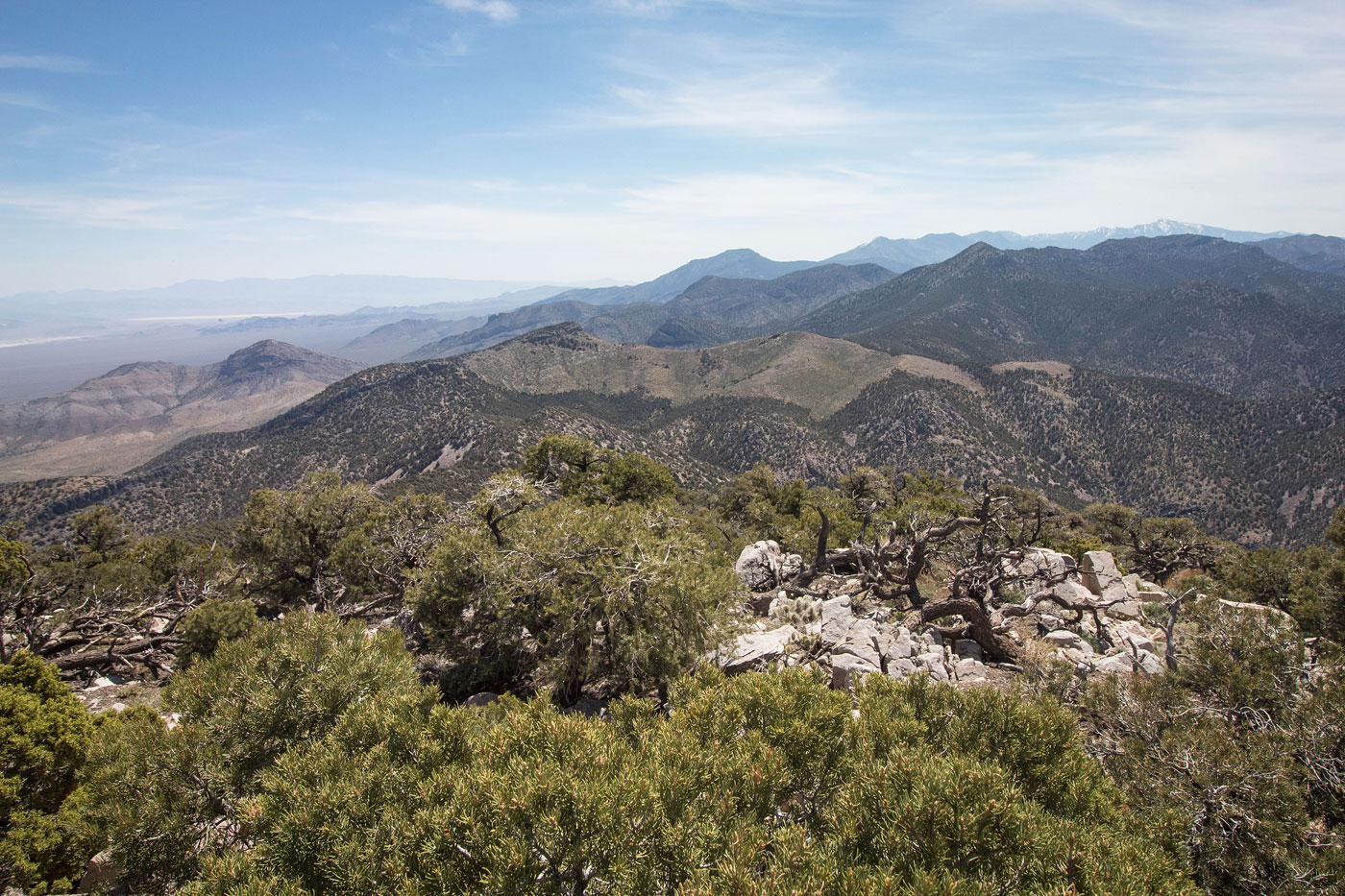 Hike Mount Stirling in Spring Mountains National Recreation Area, Nevada - Stav is Lost