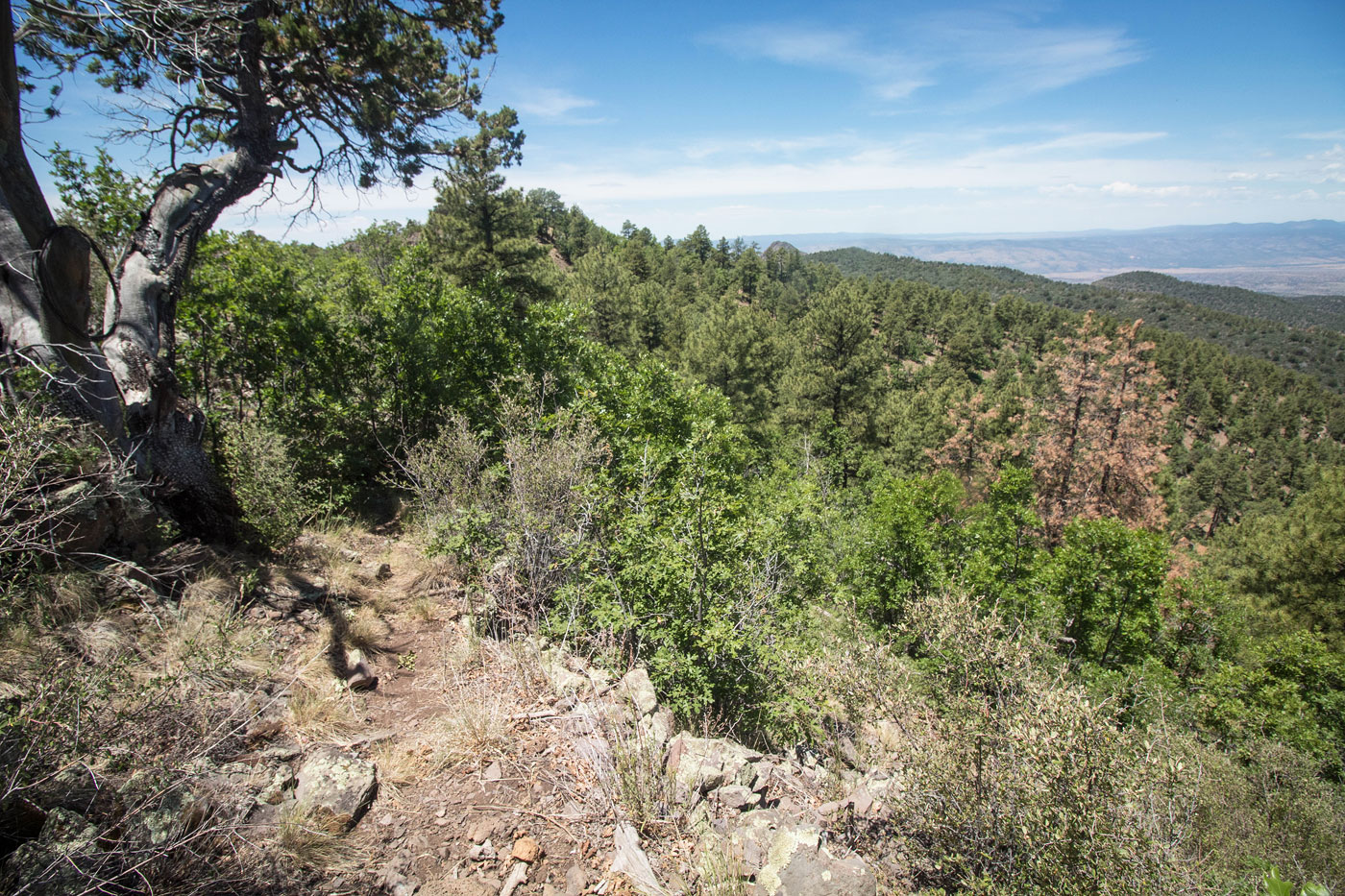 Hike Mitchell Peak in Apache-Sitgreaves National Forest, Arizona - Stav is Lost