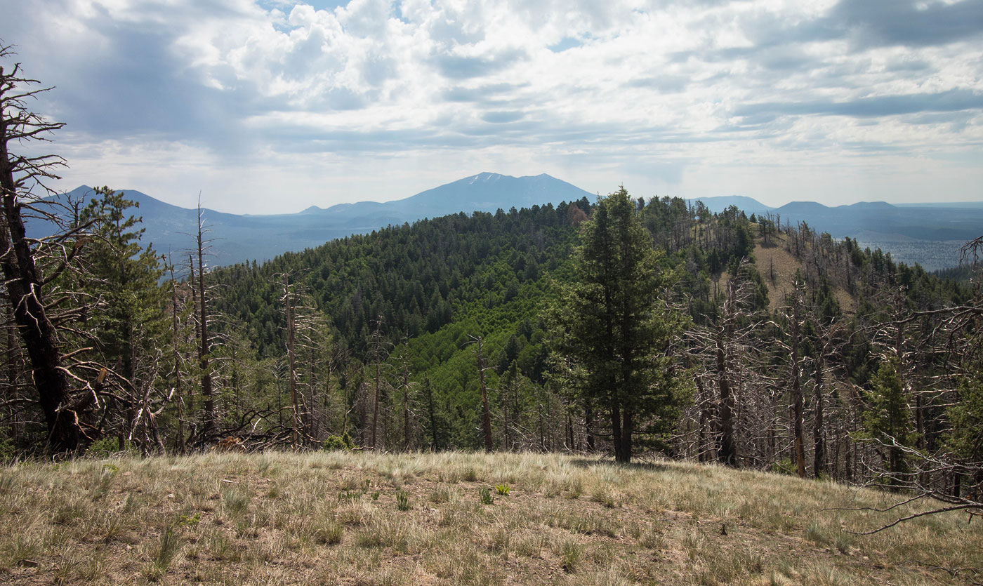 Hike Sitgreaves Mountain in Apache-Sitgreaves National Forest, Arizona - Stav is Lost