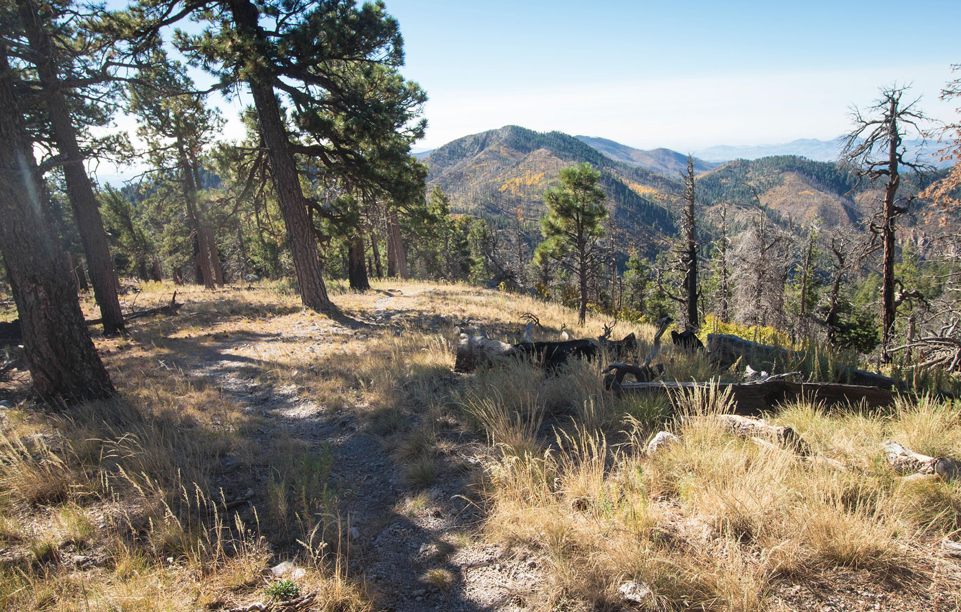 Hike Hillsboro Peak via Black Range Crest Trail in Gila National Forest, New Mexico - Stav is Lost
