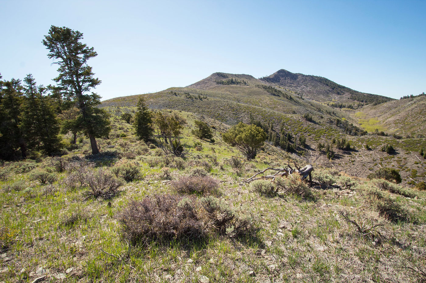 Hike Sandy Peak in Dixie National Forest, Utah - Stav is Lost