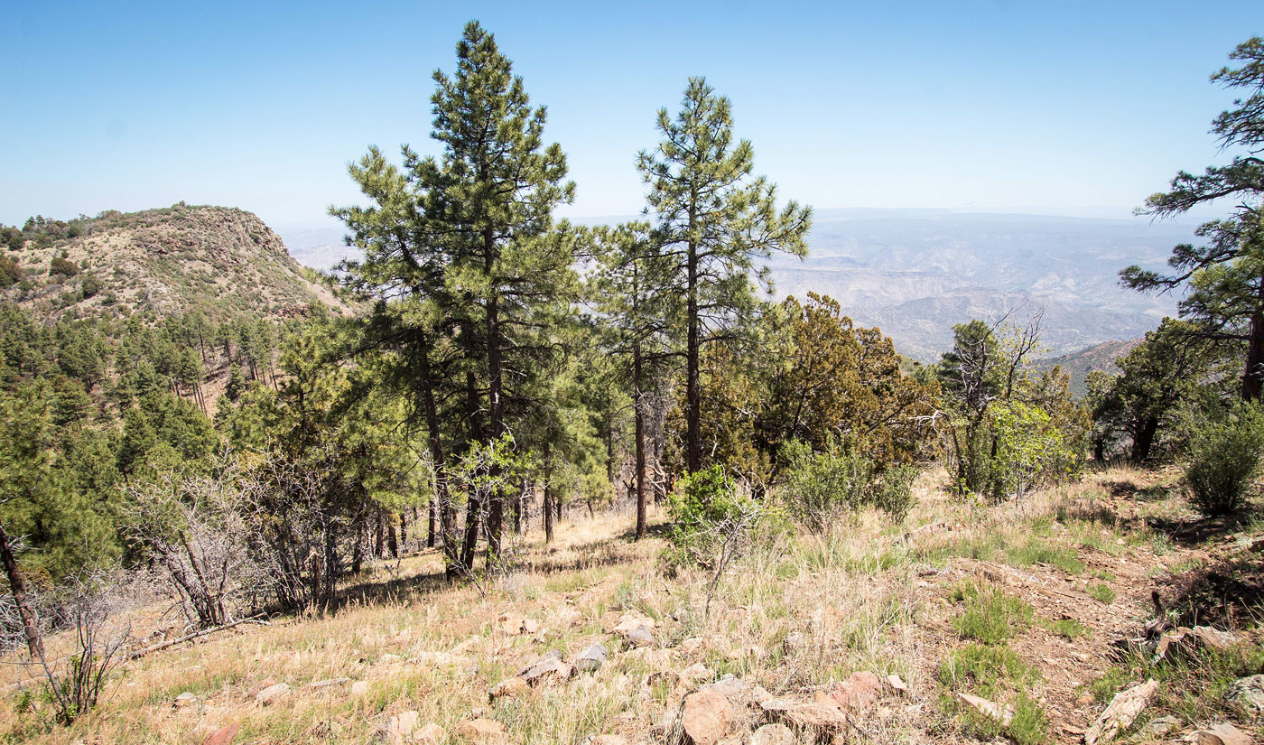 Hike Pine Mountain in Prescott National Forest, Arizona - Stav is Lost
