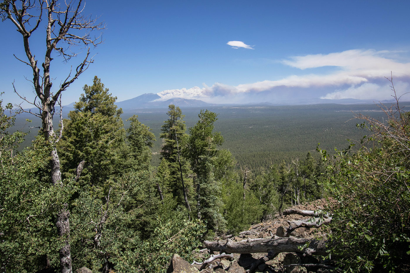 Hike Mormon Mountain Trail in Coconino National Forest, Arizona - Stav is Lost