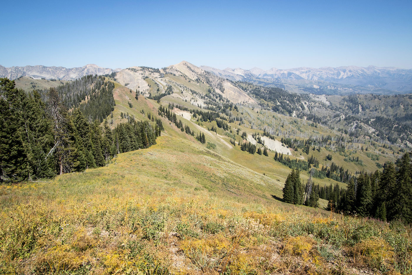 Hike Cream Puff Peak Loop in Bridger-Teton National Forest, Wyoming - Stav is Lost