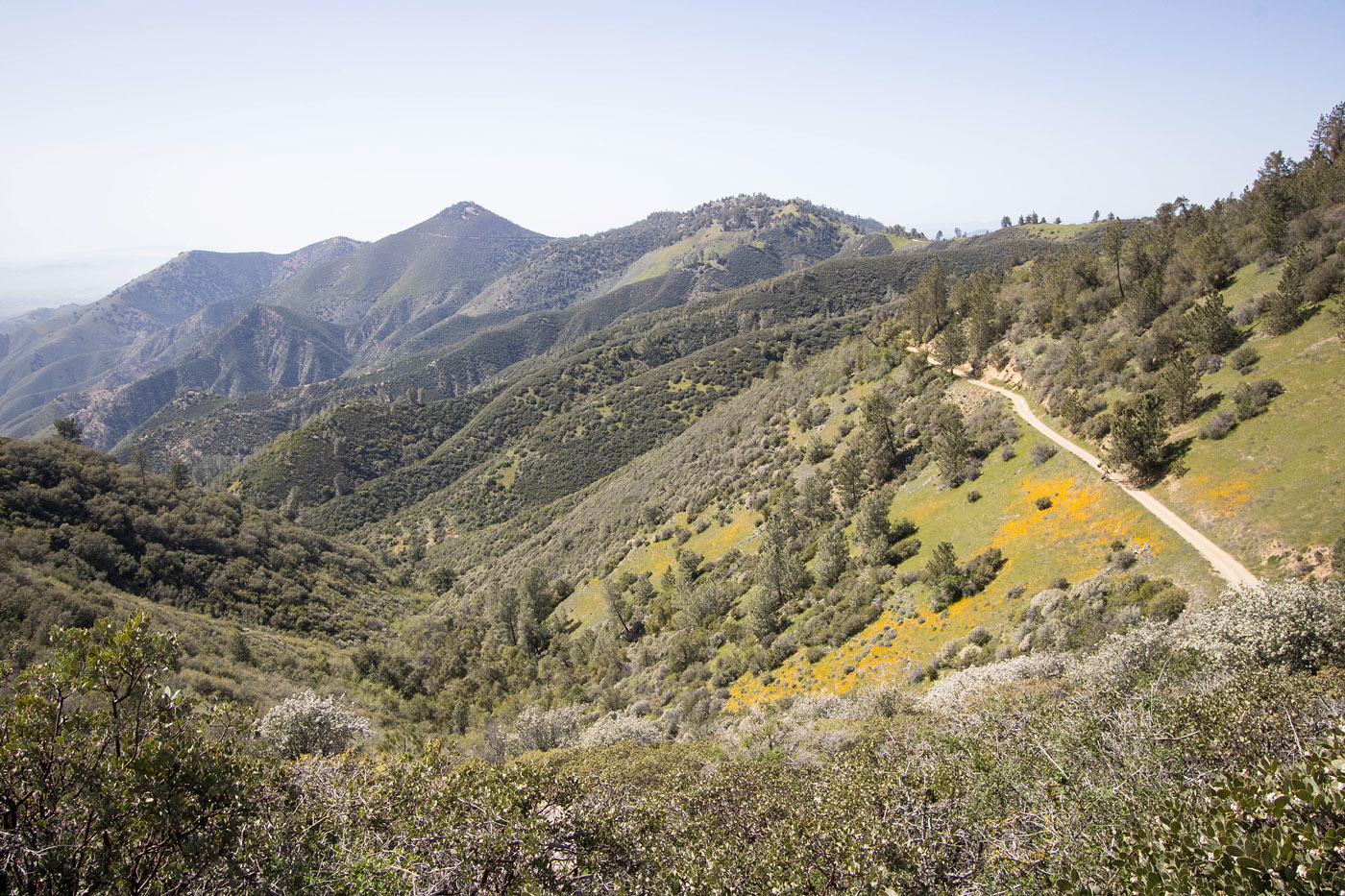 Hike Figueroa Mountain via Davy Brown and Munch Canyon Loop in Los Padres National Forest, California - Stav is Lost
