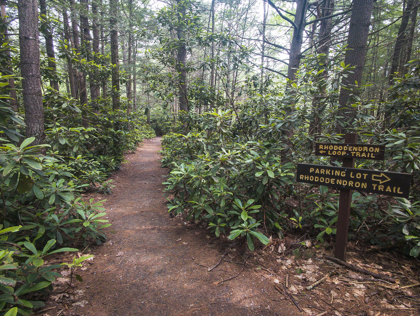 Hike Little Monadnock Mountain in Rhododendron State Park, New Hampshire - Stav is Lost