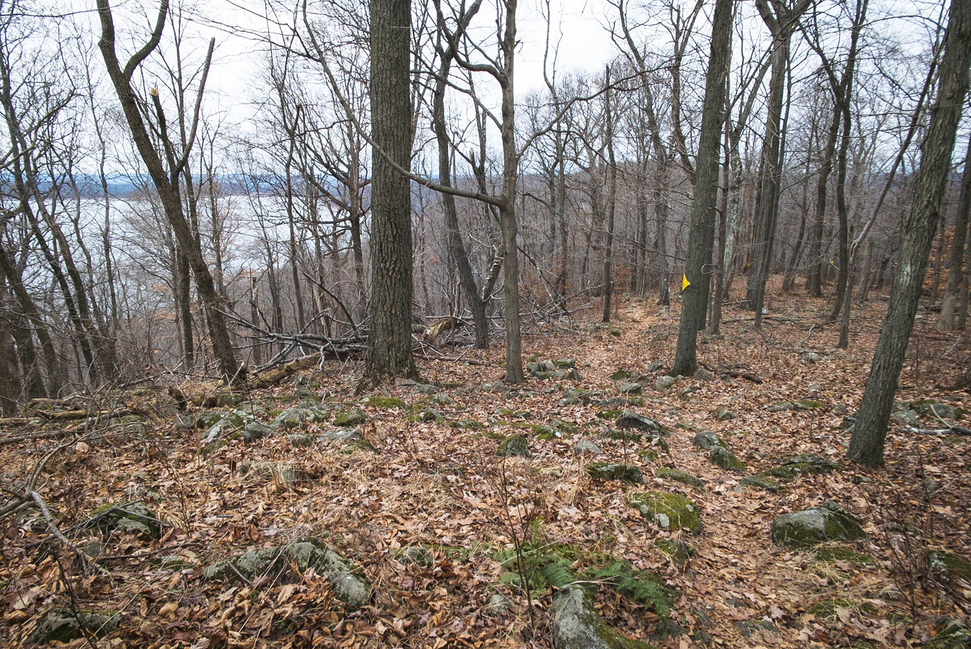 Hike Cushetunk Mountain Loop in Cushetunk Mountain Nature Preserve, New Jersey - Stav is Lost