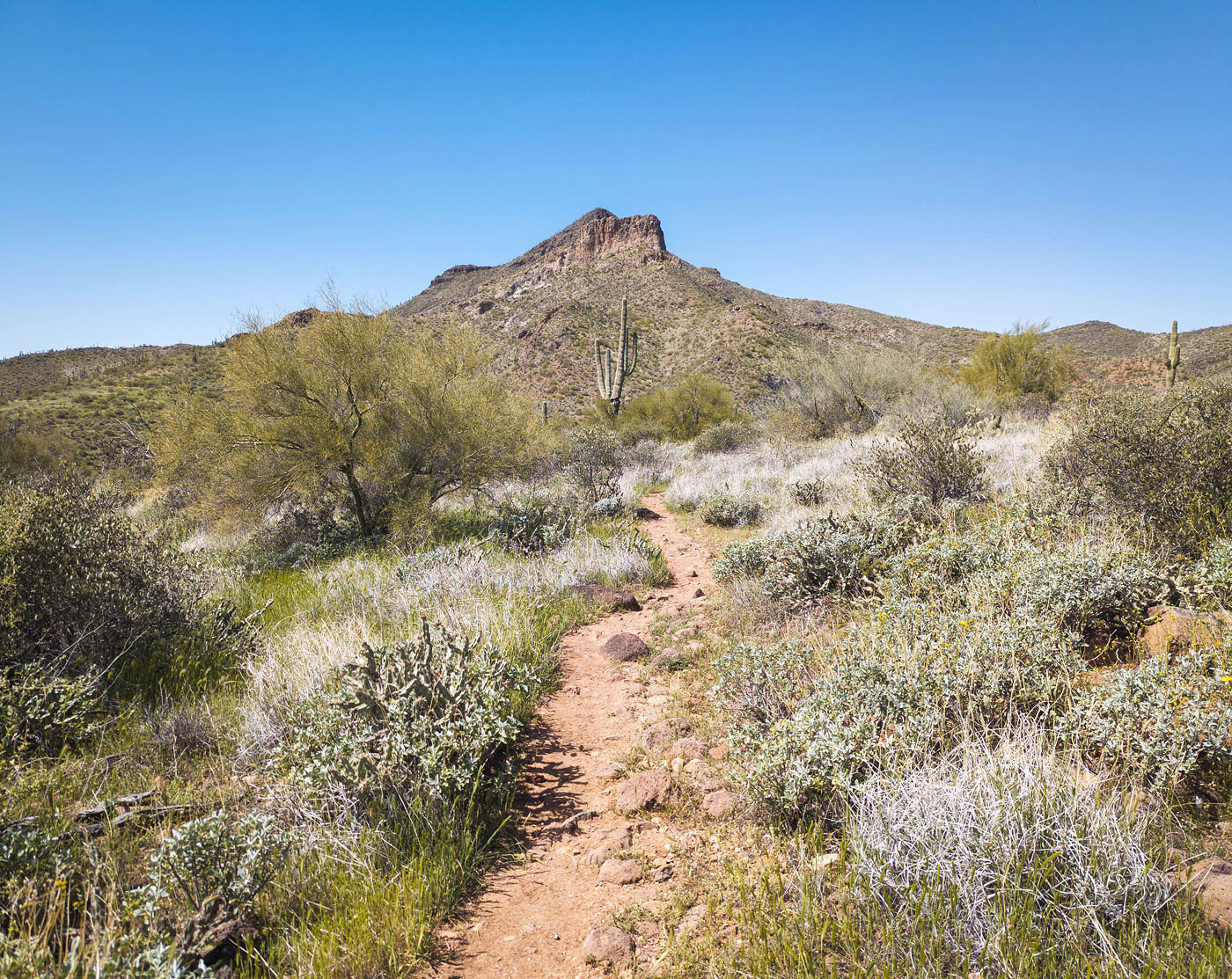 Hike Elephant Mountain in Spur Cross Ranch Conservation Area, Arizona - Stav is Lost